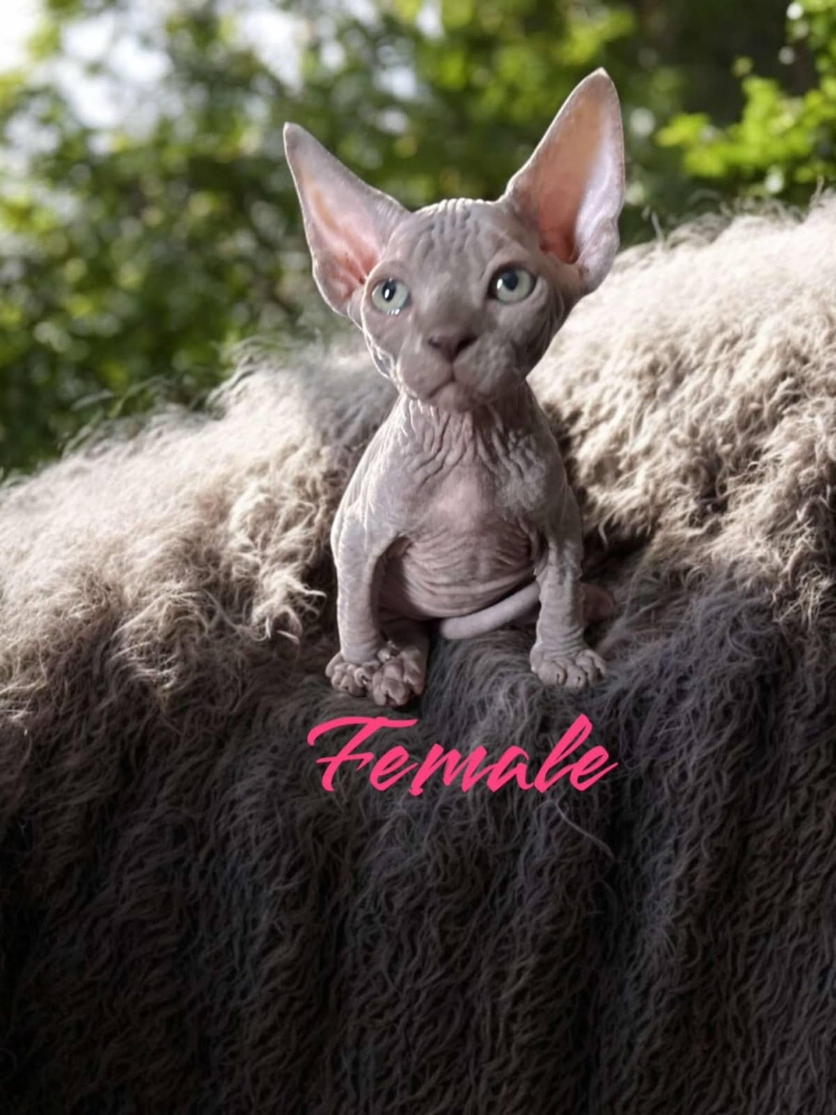 Sphynx Kitten 1 Sitting on a Scratching Bench, Available for Adoption in Sturgeon Falls, Ontario