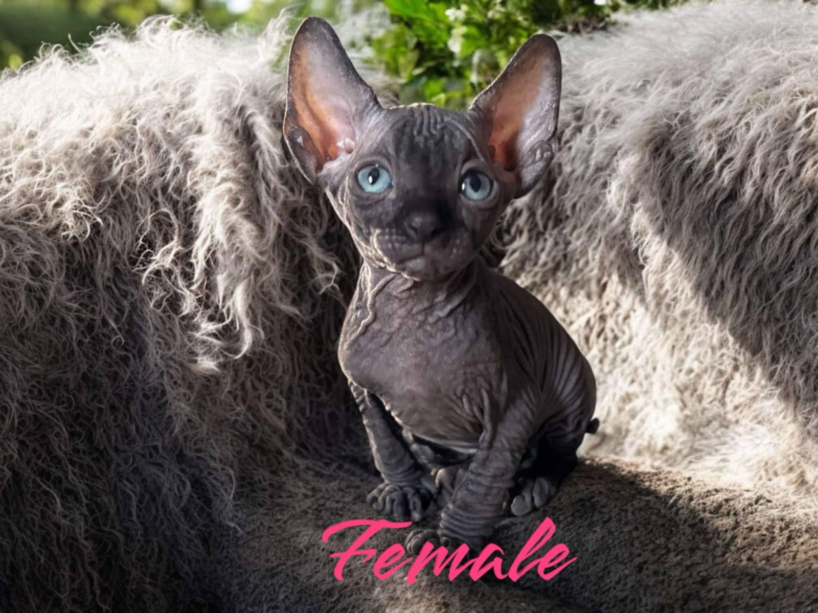 Sphynx Kitten 2 Relaxing, Available for Adoption in Sturgeon Falls, Ontario