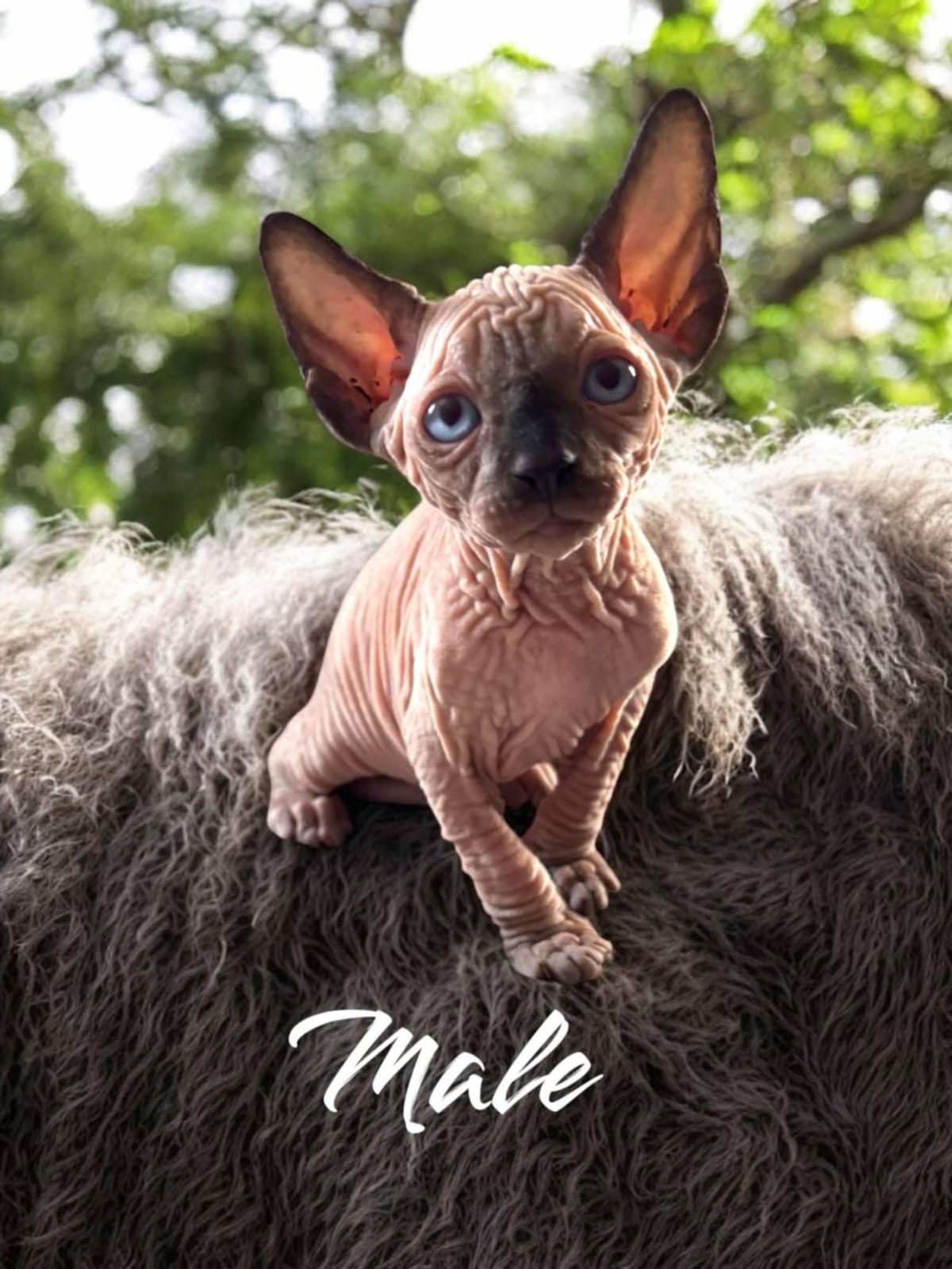 Sphynx Kitten 4 Exploring, Ready for Adoption in Ontario