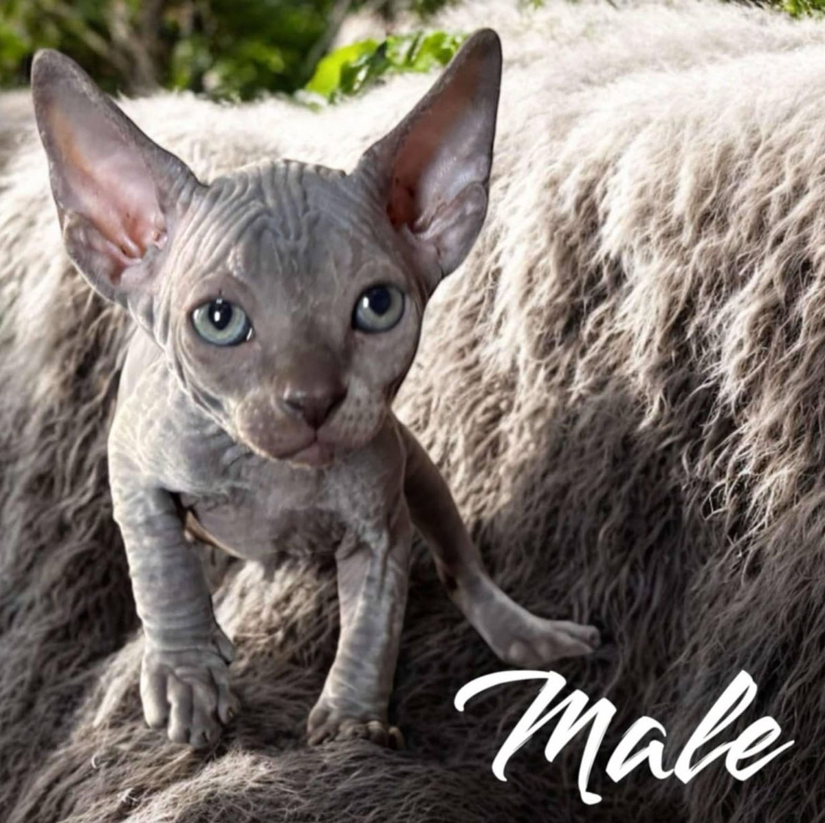 Sphynx Kitten 5 Resting, Available in Northern Ontario