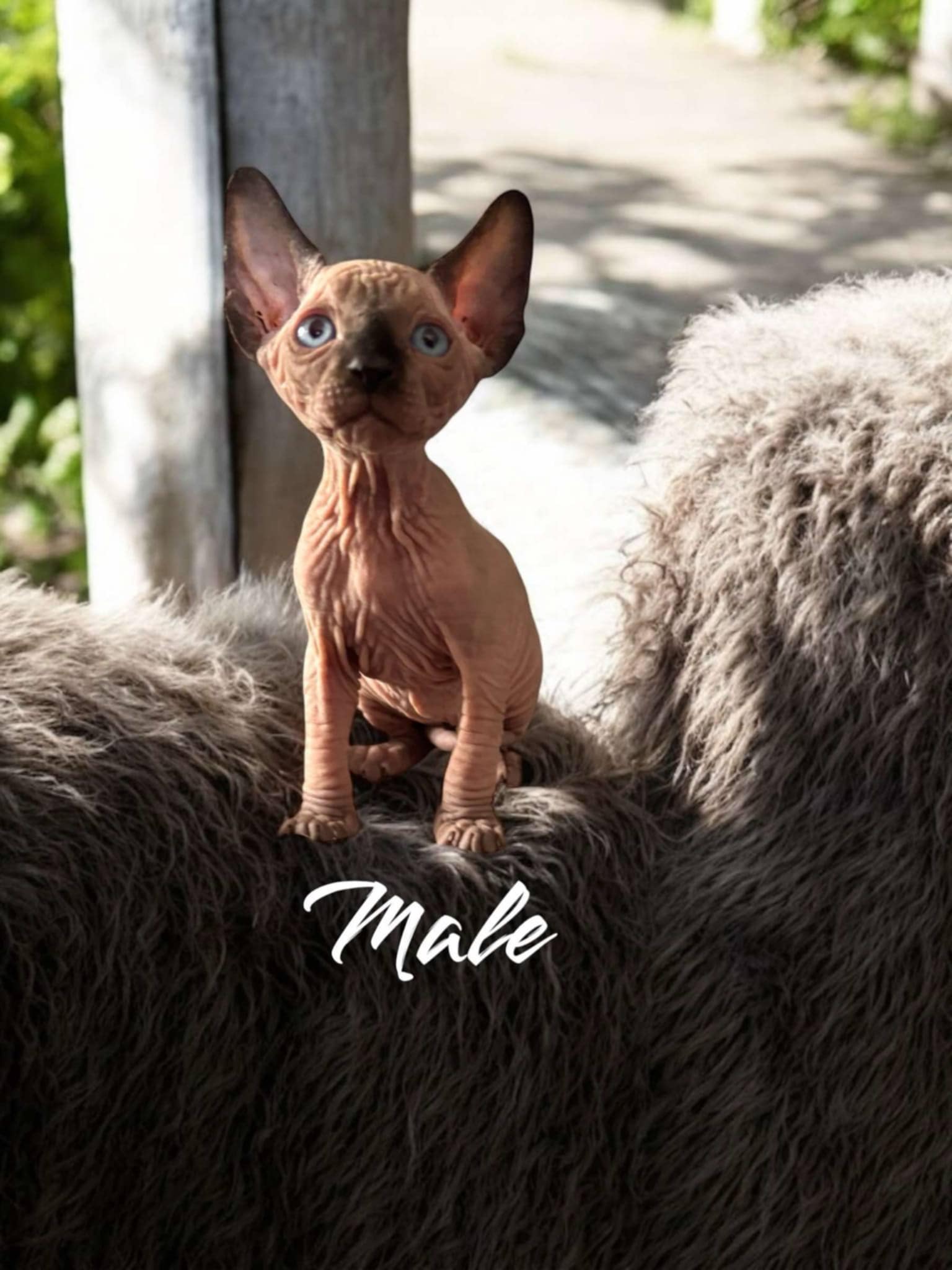 Sphynx Kitten 6 Resting, Available in Northern Ontario